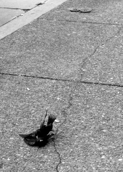 I call this one &ldquo;fuck or fight&rdquo; because I couldn&rsquo;t tell which one these birds were doing&hellip;.  I rode around some of Monessen today taking snapshots of everywhere I&rsquo;ve been, partially to try out the new lens and partially becau