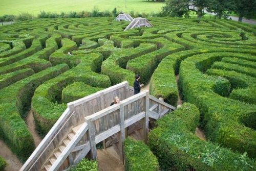 sunsurfer:  Longleat Hedge Maze, England porn pictures