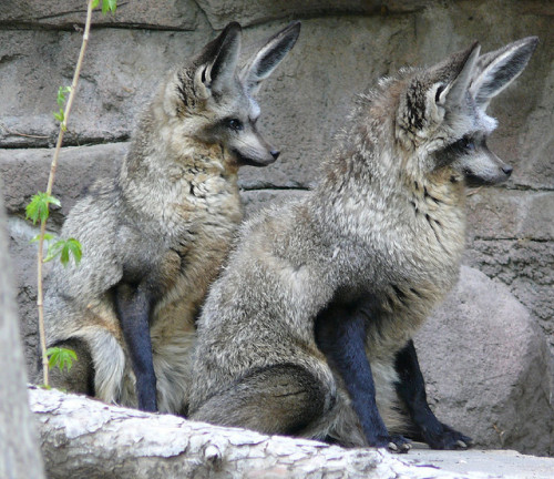 fuckyeahfrenchcroissants:mudwerks:(via The Ark In Space: The Bat-Eared Fox – Did You Ever See a Fox 