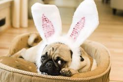 fyeahwrinklydogs:  How can that pug be comfortable wearing those ears?  My blog has become a puppies with bunny ears appreciation blog.