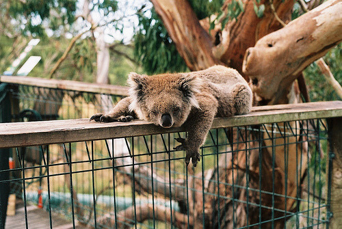 Porn ciervos:  koala reserve (by half girl)  photos