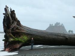 epic4chan:  Sequoia driftwood, La Push, Washington