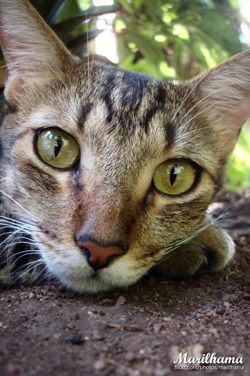 fuckyeahfelines:  Johnny. ^^ 