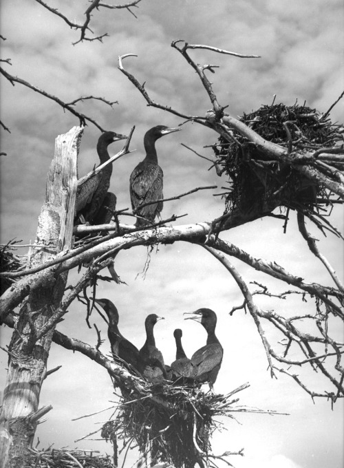 Kormorane, Maine photo by Ellen Auerbach, 1941