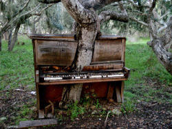 sunsurfer:  Piano Tree, Monterey, California