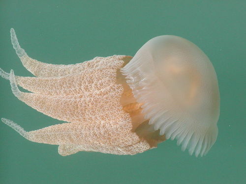 ANTDRINKER
