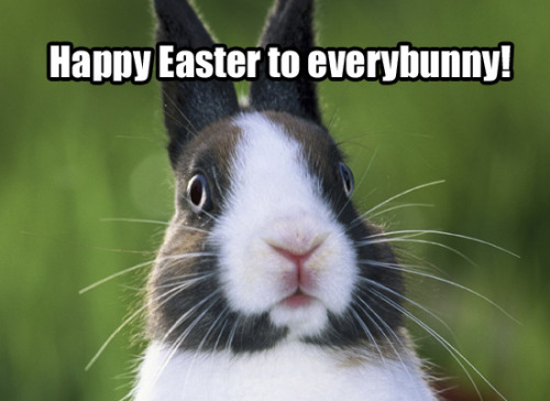 Funny happy easter bunny