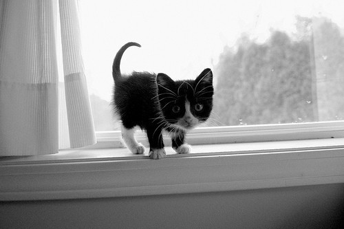 it-is-the-stone-cold-world:  (via kittens meal: Introducing The Kitty) 