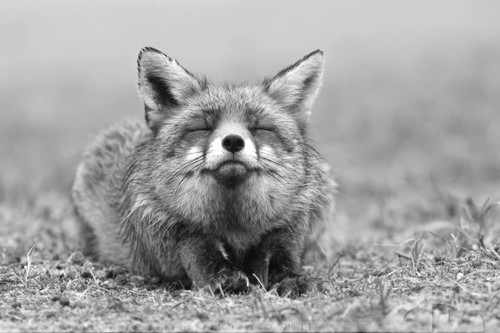 blackandwhitecreatures:  Happy Fox &lt;3 By thrumyeye 