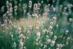 artpixie:  Lavender in the garden (by Colourful