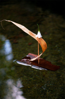 sunsurfer:  Twig Sail Boat, Nashville, Tennessee