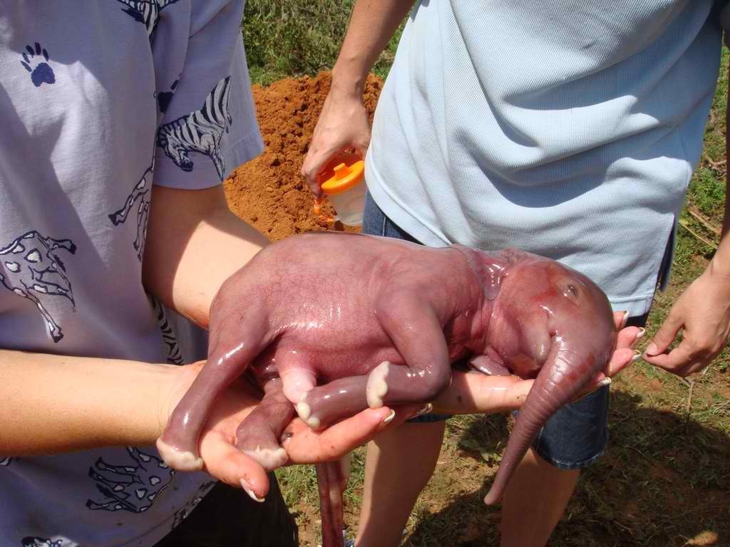 fuck-yeah-tumblrs-best-posts:  theamericankid: Newborn elephant. Submitted by face—the—strange