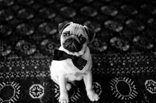IF YOU EVER FEEL SAD GOOGLE PUPPIES IN BOWTIES