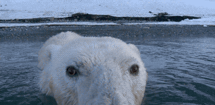 andrewmarlan:  Polar bears are my favorite animal! Well—they’re tied with penguins