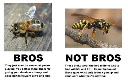 I HAVE A BEE PHOBIA. EVEN THE BROS. SORRY BROS. I AM EFFING SCARED OF YOU TOO. 