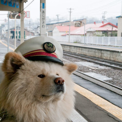 皆様、良い旅を～　みたいなかんじの顔。(via 駅長と警部と館長と - わさお通信：今日のしっぽ)