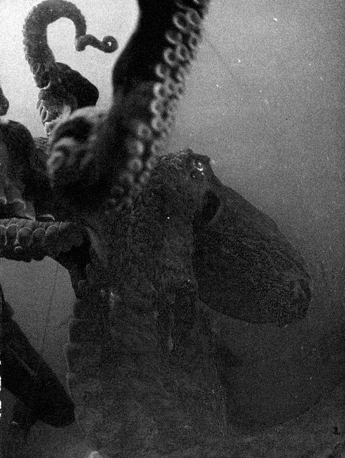 The Sound Of Animals Fighting