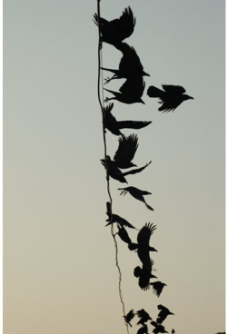 Yama-Bato:  “Crow 104″ By Meggan Gould 