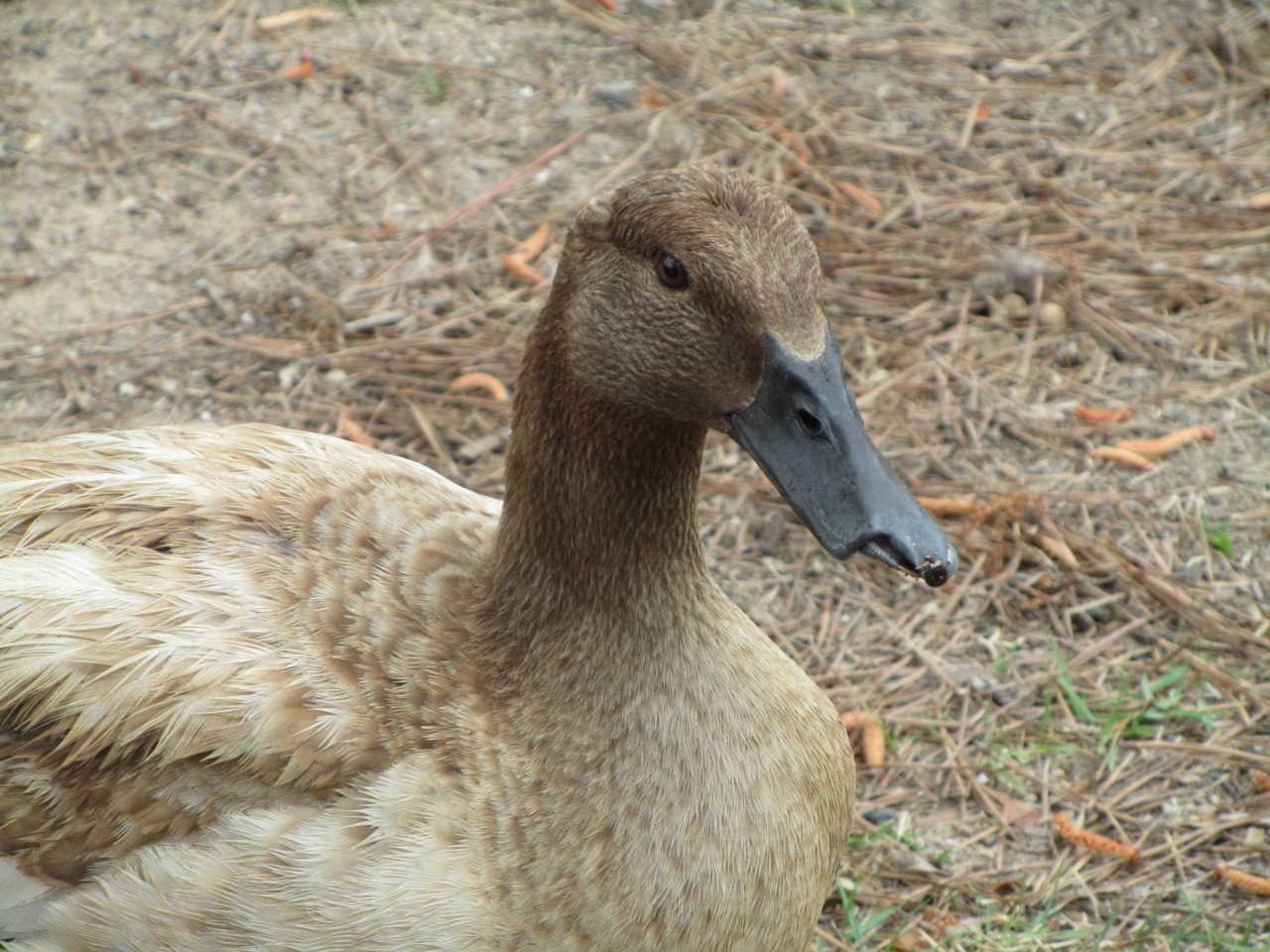 Meet Buckbeak, the sister/bff of the duck that was killed earlier this month. Her
