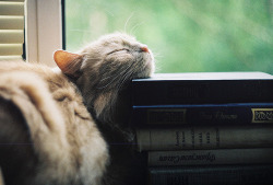 bubbleant:  atomos:  my man (by more-vnutri)  There’s something magical about cats and books.  