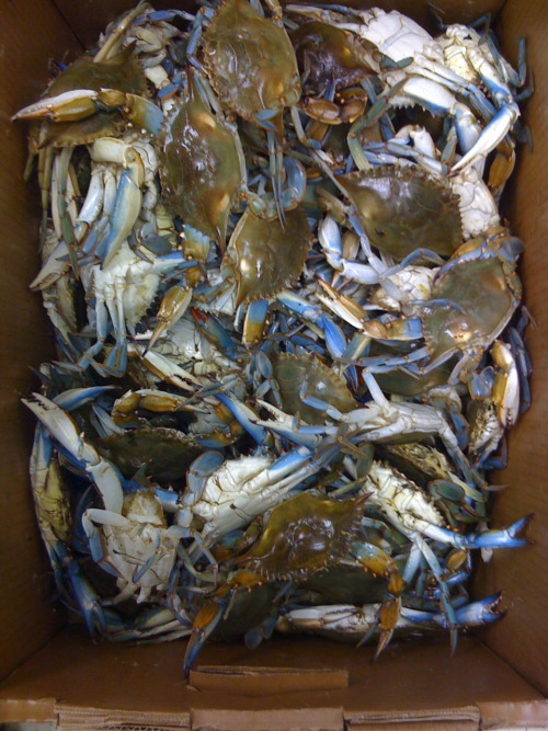 A Box Of Blue Crabs @ Tai Nam Market