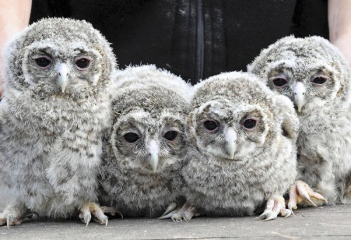 allcreatures:  Four young tawny owls at the birds park in Steinen, southern Germany. The four-week old birds are raised by hand. (Rolf Haid, AFP/Getty Images / April 27, 2011) (via Photos in the news - chicagotribune.com) 