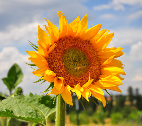 Helianthus annuus, sunflower This Sunday, May 1st, is International Sunflower Guerrilla Gardening Da