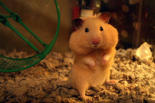 cutie!