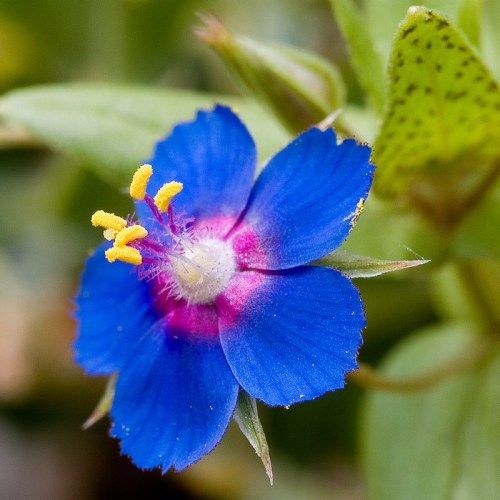 Anagallis arvensis azurea, scarlet pimpernel. This species is a common weed in Europe and North Amer