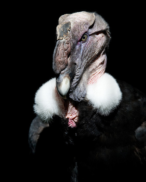 moltdance: The Andean Condor (Vultur gryphus) is a species of South American bird in the New World V