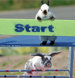 today:   Bunny hop: Rabbit dressage set to take the world by storm European rabbit enthusiasts have harnessed their bunnies’ natural talents to create a new spectator sport… rabbit showjumping.  Sports we’d watch. 