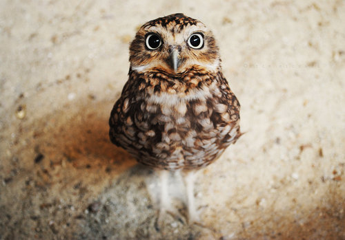 oh, you adorable little thing!