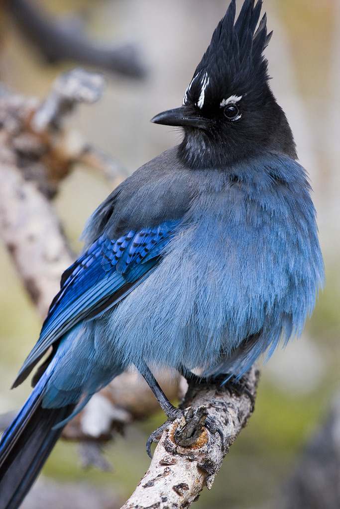 I’ve been really busy lately, so here’s a Steller’s Jay from flickr.
Be sure to check out the click-through link!