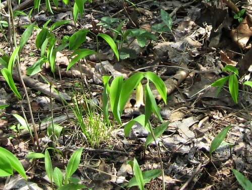 Sessile bellwort, Uvularia sessilifolia.
