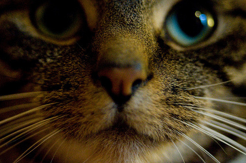 gingeyy.tumblr.com/post/7085448351/