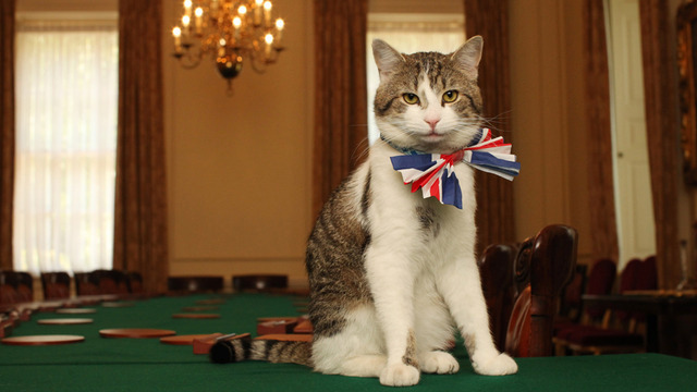 pudgykitties:  omgthatdress:  Larry the Cat (arguably the best thing at 10 Downing