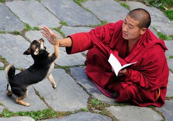 Man’s best friend living with a monk