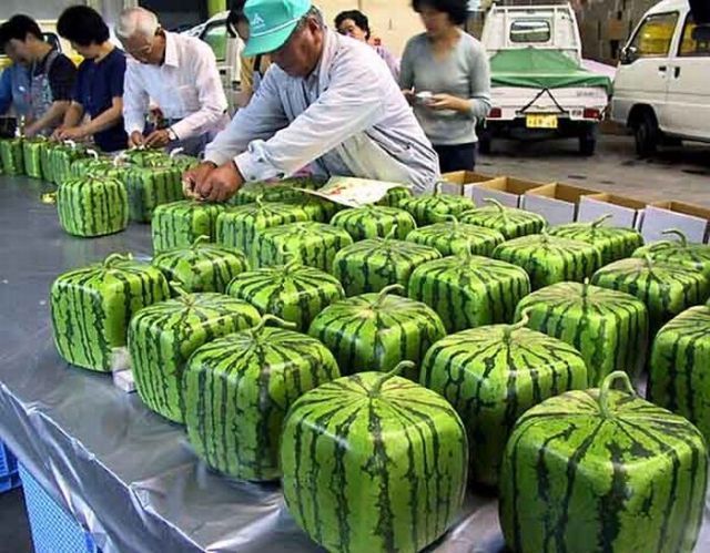 In Vietnamese culture, watermelon seeds are consumed during the Vietnamese New Year’s