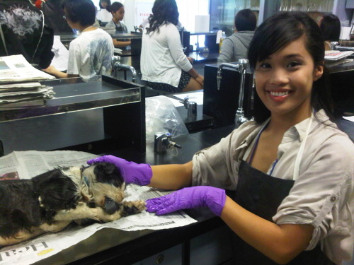 lukulele:  jenniferpayawal:  Disected a cat in class what! It was real stinky tho ); . Anyways her names jack !  HAHAHA WHAT THE FUCK  ….. animal cruelty