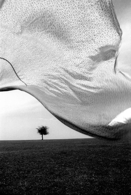 In Wind photo by Kourosh Adim, 1996