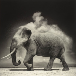 Elephant, Amboseli photo by Nick Brandt,