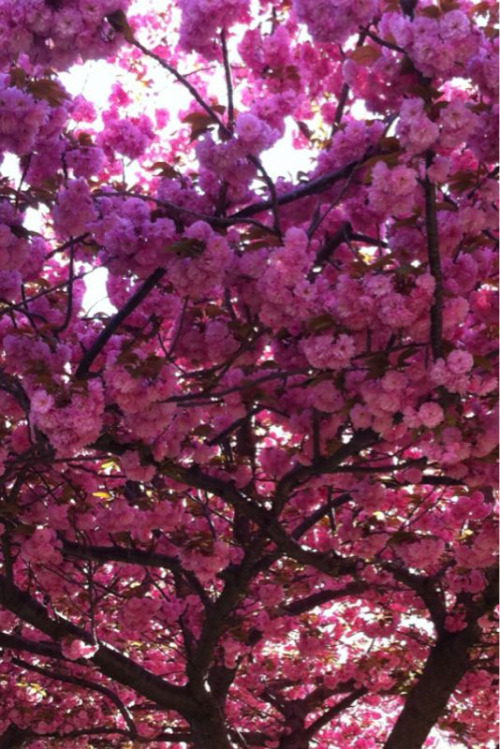 Shot by my hubby! :) beautiful!!