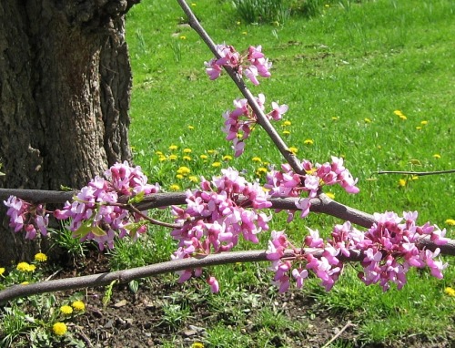 Redbud and dandelions.