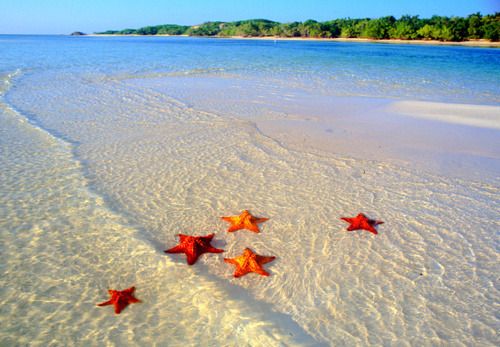 sunsurfer:  Starfish Colony, Bora Bora, French Polynesia photo via cepolina 