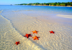 sunsurfer:  Starfish Colony, Bora Bora, French