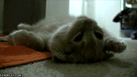 wildcat