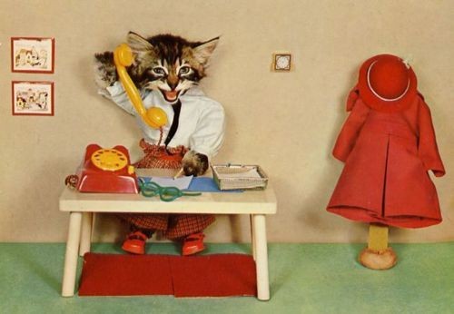 kittenskittenskittens:  (via OFFICE KITTEH: Just another day at the office (Pic)