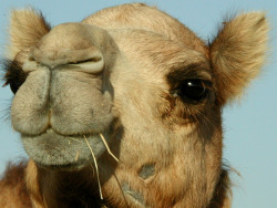 ohscience:  camel milk doesn’t curdle. it’s adapted to the desert heat.  camels are just so funny looking. and yet cute.