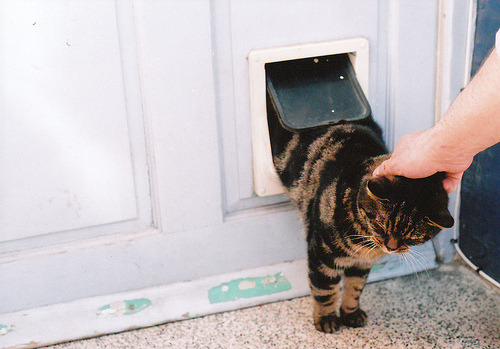 14cats:  (by Shelbie Dimond) 