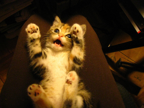 thedaintysquid:   (by Julia Wertz) 